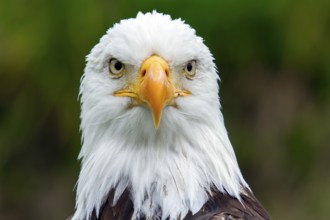 Bald eagle, Haliaeetus leucocephalus, Eagle perched and watching, Look straight ahead, Portrait,