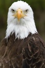 Bald eagle, Haliaeetus leucocephalus, Eagle perched and watching, Look straight ahead, Portrait,