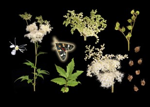 Meadowsweet (Filipendula ulmaria), buds, flowers, seeds, pretty bear (Callimorpha dominula),