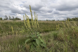 Dark mullein (Verbascum nigrum), Emsland, Lower Saxony, Germany