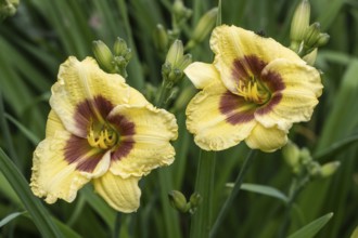 Daylily (Hemerocallis Little Big Man), Emsland, Lower Saxony, Germany