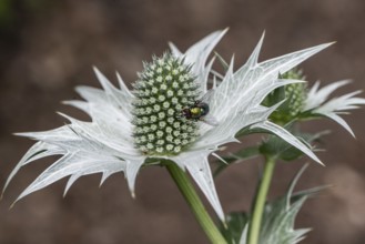 Ivory Man's Litter (Eryngium giganteum), Emsland, Lower Saxony, Germany