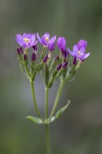 Centaury (Centaurium erythraea), Emsland, Lower Saxony, Germany