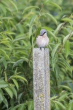 Red-backed shrike (Lanius collurio), Emsland, Lower Saxony, Germany