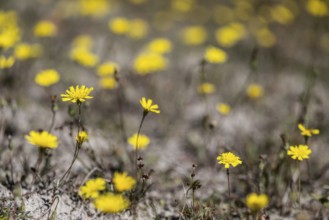 Hawkweed (Hieracium), Emsland, Lower Saxony, Germany