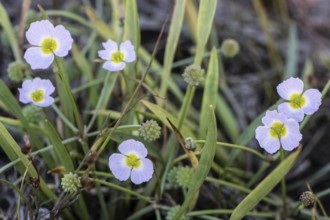 Hedgehog hose (Baldellia ranunculoides), Emsland, Lower Saxony, Germany