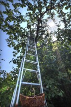 Ladder with basket on a cherry tree in backlight, Sonnenstern, Bavaria, Germany