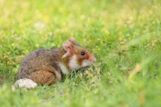 A European hamster (Cricetus cricetus) leaves his burrow