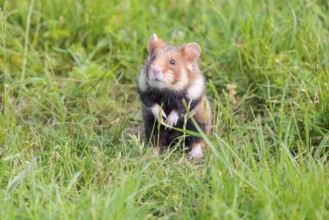 A European hamster (Cricetus cricetus) sits in a green meadow on a sunny day