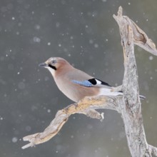 The snow trickles softly... Eurasian Jay (Garrulus glandarius) in winter, sitting in the snow, in