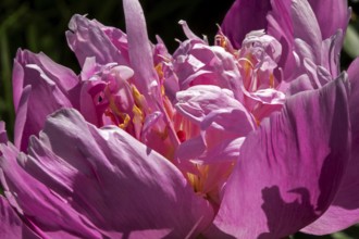 Peony flower, Paeonia sp, Perrenial flower, Close-up, Region of La Mauricie, Province of Quebec,