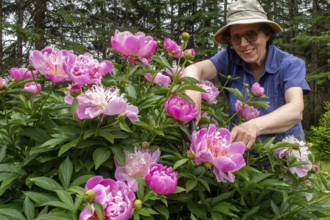 Woman and flowers, Woman taking care of peony flowers, Peonia sp, Region of La Mauricie, Province