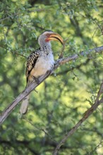 Southern Yellow-billed Hornbill (Tockus leucomelas), Red-ringed Hornbill, adult, on tree, alert,
