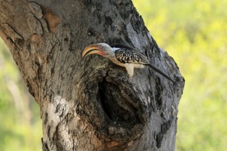 Southern Yellow-billed Hornbill (Tockus leucomelas), Red-ringed Hornbill, adult, male, at breeding