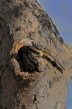 Southern Yellow-billed Hornbill (Tockus leucomelas), Red-ringed Hornbill, adult, male, at breeding