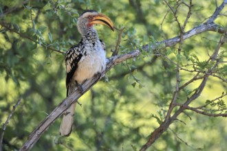 Southern Yellow-billed Hornbill (Tockus leucomelas), Red-ringed Hornbill, adult, on tree, alert,