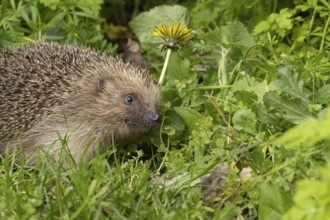 European hedgehog (Erinaceus europaeus) adult animal amongst garden plants, England, United Kingdom