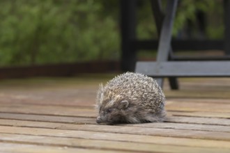 European hedgehog (Erinaceus europaeus) adult animal on wooden decking in an urban garden, England,