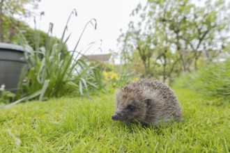 European hedgehog (Erinaceus europaeus) adult animal on an urban garden grass lawn with a house in