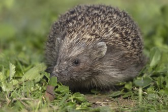 European hedgehog (Erinaceus europaeus) adult animal in an urban garden, England, United Kingdom