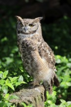 Spotted Eagle Owl (Bubo africanus), adult, on tree trunk, alert, Cape Town, Western Cape, South