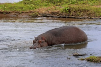Hippopotamus (Hippopatamus amphibius), adult, in water, Kruger, Kruger National Park, South Africa