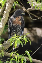Rock Buzzard (Buteo rufofuscus), Jackal Buzzard, adult, on tree, perch, South Africa