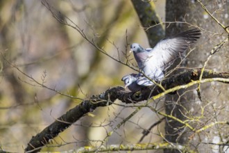 Stock Dove (Columba oenas) Pairs Germany