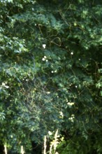 Summer evening in a park, insect flight, Germany