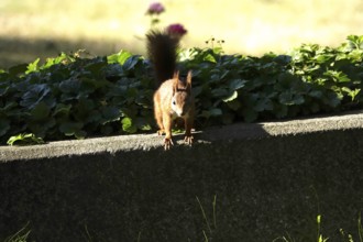 Squirrel (Sciurus vulgaris), summer, Germany