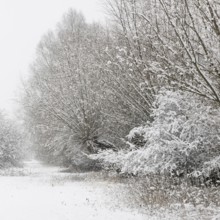 Onset of winter... Meerbusch (Rhineland) near Düsseldorf, snow-covered bushes and trees after a