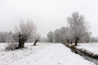 Winter walk through a landscape with old gnarled pollarded trees, pollarded willows in the snow on