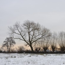 Just outside the Tor tor of Düsseldorf... Row of pollarded trees and copses (Ilvericher