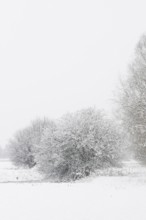 Onset of winter... Meerbusch (Rhineland) near Düsseldorf, snow-covered bushes and trees after a