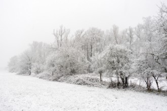 Winter walk in snowfall... Meerbusch (Rhineland), edge of the forest at Strümper bush, a relict