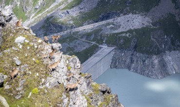 Alpine ibex (Capra ibex) group on exposed rocks at the summit of Mont Blana, Hérménence, Valais