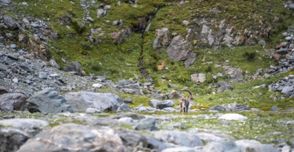 Alpine ibex (Capra ibex) adult male, Valais Alps, Valais, Switzerland