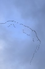 Cranes, grey cranes (Grus grus), crane migration, return of the cranes, cranes flying over, large