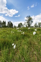 Cotton grass (Eriophorum) in a meadow, Black Forest, Germany