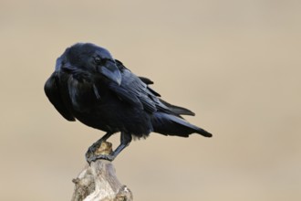 Odin's bird... Raven (Corvus corax), largest native songbird, curious and intelligent, typical