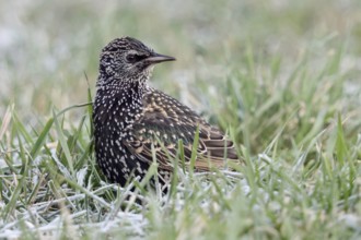 Starling (Sturnus vulgaris) in winter, sitting in frosty grass, turns round, looks back, looks at