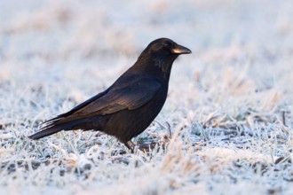 Raven crow, carrion crow (Corvus corone) in winter, cheeky look, sly bird, sitting on frosty frozen