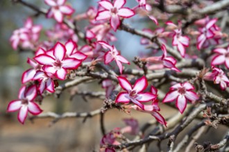 Multiflorous desert rose (Adenium multiflorum) also known as Sabi star, many pinkish white flowers,