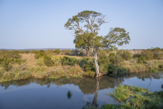 Idyllic river landscape, African savannah, Kruger National Park, South Africa