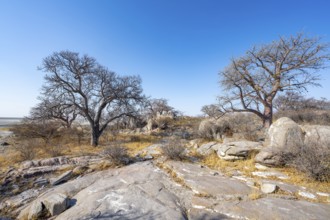 African baobab or baobab tree (Adansonia digitata), several trees, Kubu Island (Lekubu), Sowa Pan,