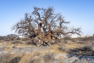 Large baobab tree, African baobab or baobab tree (Adansonia digitata), Kubu Island (Lekubu), Sowa