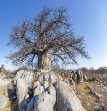African baobab or baobab tree (Adansonia digitata), between round rocks, Kubu Island (Lekubu), Sowa