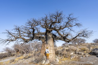 Tourist standing in front of a large baobab, African baobab or baobab tree (Adansonia digitata),