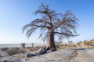 African baobab or baobab tree (Adansonia digitata), several trees overlooking the salt pan, Kubu