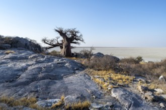 African baobab or baobab tree (Adansonia digitata), overlooking the salt pan, Kubu Island (Lekubu),
